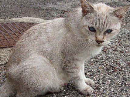 仙酔島への渡船場にいた品のいいお嬢さん