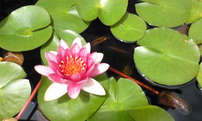 タライに咲く一輪の花