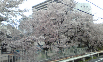 桜の下を歩けるようになっているのです！