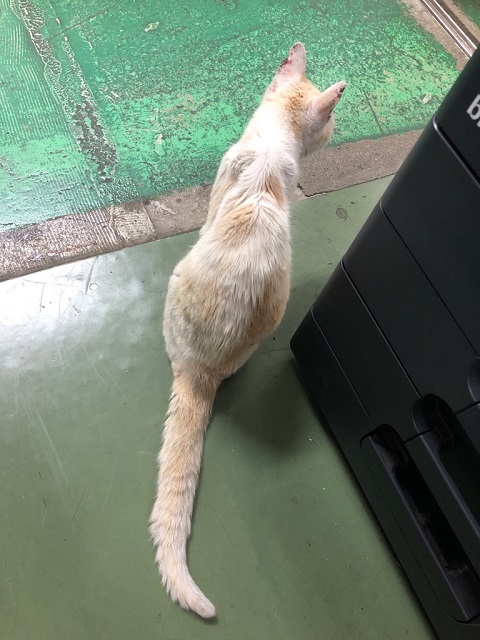 本日は少しおしとやか！？