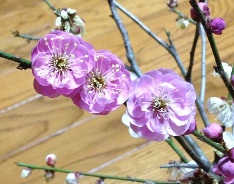 部屋の暖かさで一気に開花しました