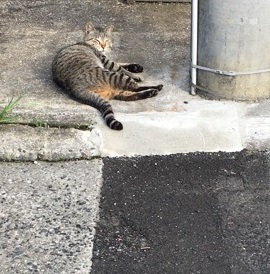 寝ているところ失礼！