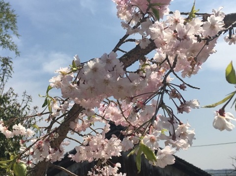 ママウエのお好みが枝垂れ桜