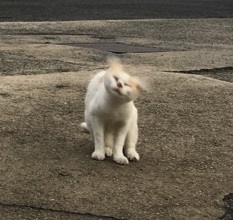 進化を遂げております