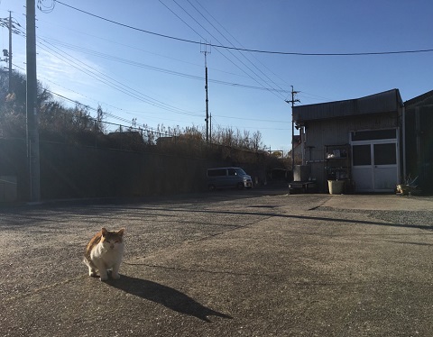 かわゆいたわちゃん